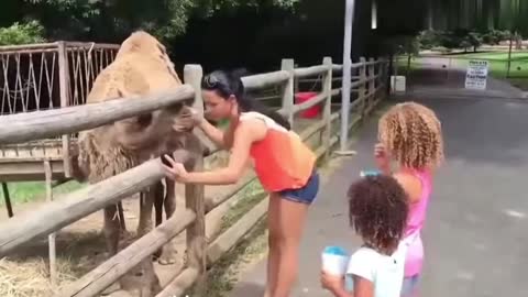 A camel attack to a selfy girl