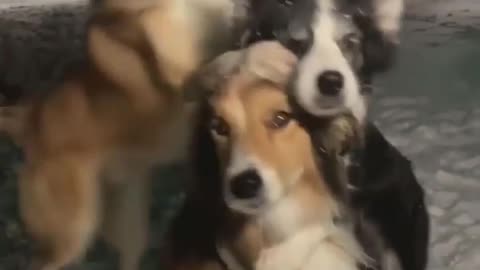 Cute Puppy's together