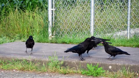 Fledgling crow