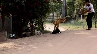 TROLL PRANK ON DOGS WITH FAKE LION AND TIGER AND HUGE BOX PRANK