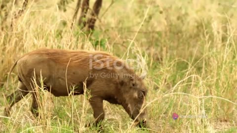 Warthog vs Bushpig What is the difference #wildlife #boar