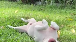 Funny ANIMALS Compilation Video!