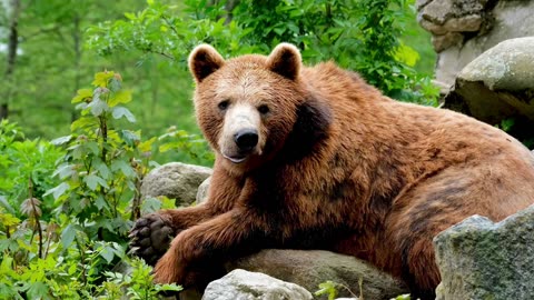 Do you know the Bears are extremely intelligent creatures