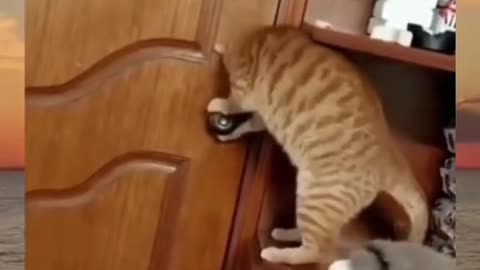 Genius Cats: Watch Them Open Doors!