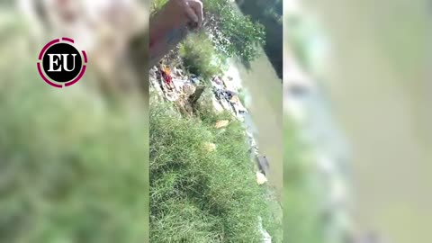 Video: pánico en El Pozón por aparición de caimanes cerca del caño