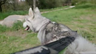 Leash Training Tips for your Siberian Husky!