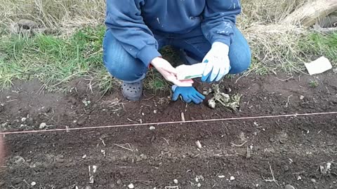 Planting Peas