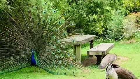 Peafowl