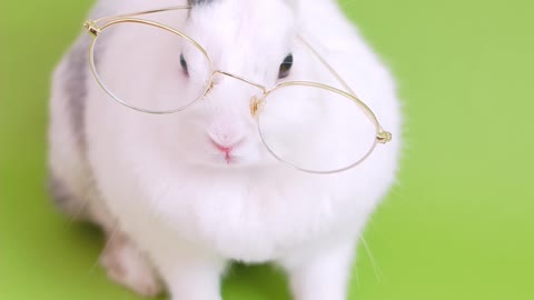 Amazing Rabbit is reading a book