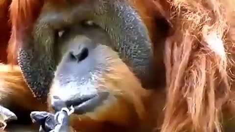 Orangutan Videos
