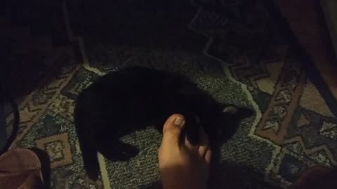 Kitten cant decided to fight the foot or be petted by it