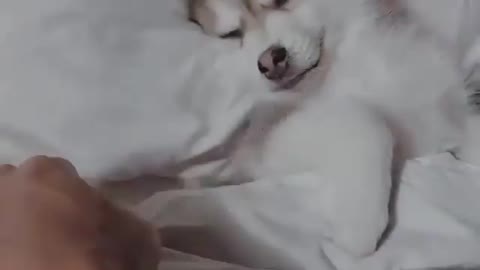 Cute lovely Puppy