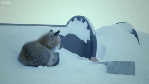 Tiny Arctic Fox | BBC Earth