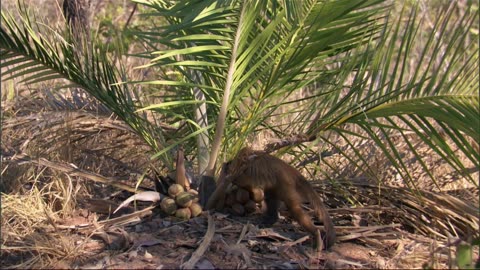 The Playful World of Monkeys: An Insight into their Dynamic Lives