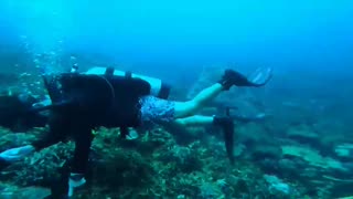 Trasplantan corales para restaurar arrecifes en Isla Grande