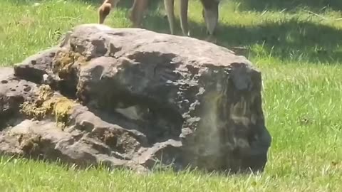 Deer attack coyote to save her child