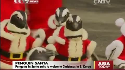 Penguins in Santa suits