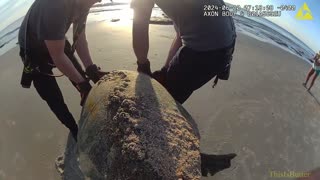 Flagler deputies rescue a sea turtle that was stuck in coquina rocks