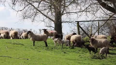 Watch the sheep while they are on the farm at noon