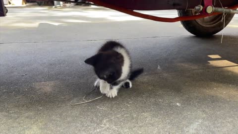 Lonely insulator? Kittens have a lot of creative daily fun