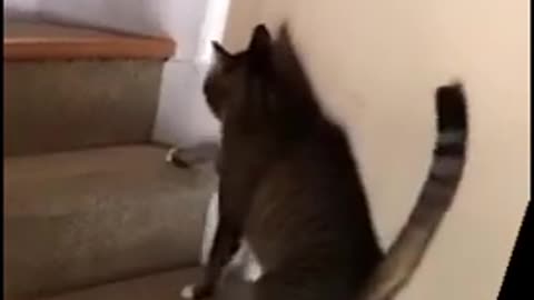 Cat funny video no,t drinking daria 🤣🤣