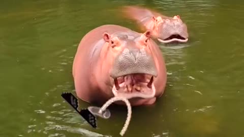 A hippopotamus