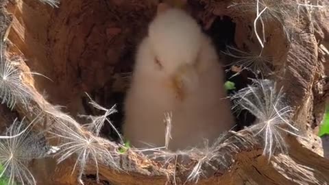 An adorable little bunny