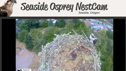 Seaside Osprey Cam Live