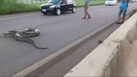 Traffic halts as Giant Anaconda Crosses Road in Brazil_ Video Goes Viral __ GoViral(720P_HD).mp4