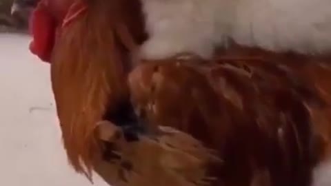 awesome funny pet animals - 🤣 funniest 🐶 animals - awesome funny pet animals videos 😇 #shorts