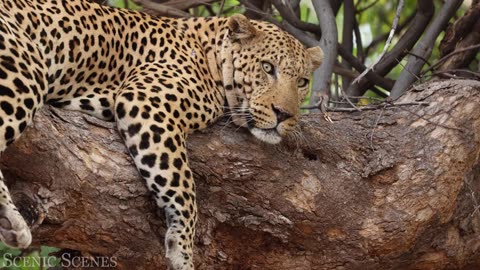 Big Cats 4K - Spectacular Scenes of Big Cats In Wild Nature | Scenic Relaxation Film