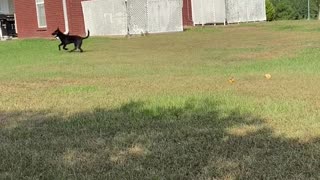 Diamond learning to fetch