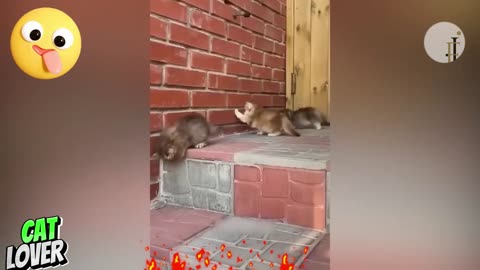 Funny Cat Videos Must Watch It!