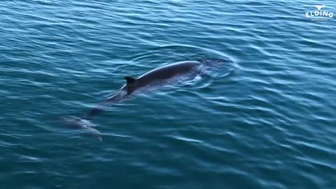 Juvenile minke whale circling our boat in Reykjavík!