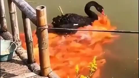 goose feeds it's koy fish friends some bread.