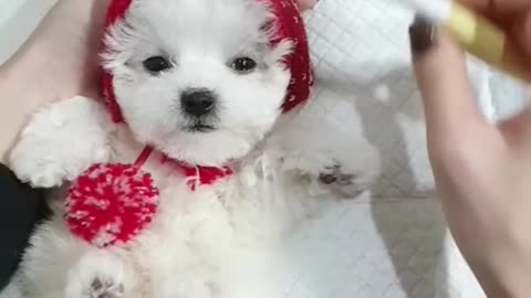 Cute puppy funny videos