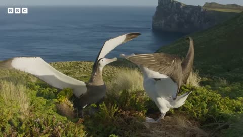 The albatrosses in a same-sex partnership _ Frozen Planet II - BBC
