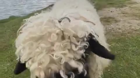 A video of a young sheep playing in nature