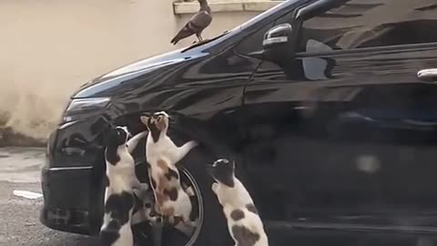 Beautiful cat catching a pigeon sitting on a car.😲😲