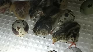 Flock it Farm: Baby quail, freshly hatched