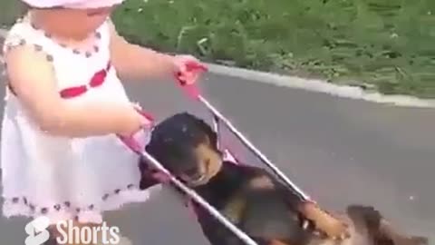 Baby Girl Walking Puppy in Walker #shorts #shortsvideo #video #viral