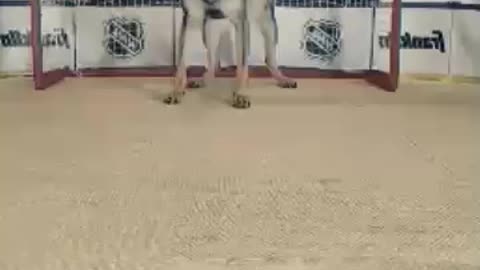 Hockey keeper dog, very exciting skilled dog