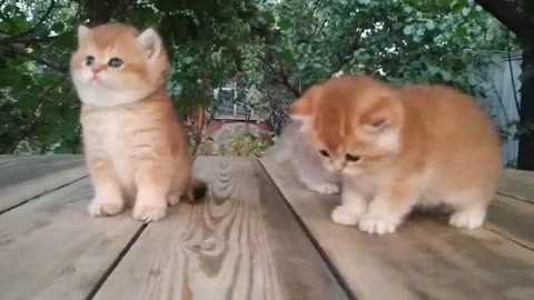 Three little Teddy kittens - Cutest Baby British kittens