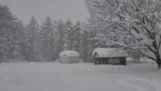 Two Dogs Play in Deep Snow