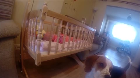 Cute Dog Rocking Sweet Baby To Sleep in The Cutest Way