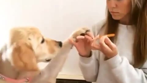 Dog want to polish their nail😊