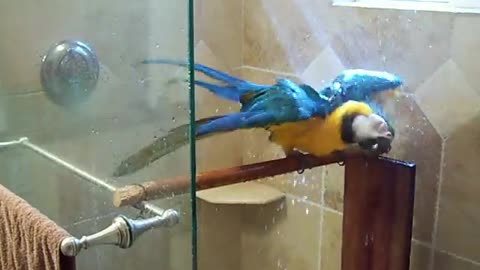 Macaw in the shower