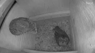 They're back! Just a quick visit to check out the freshly cleaned nest box.