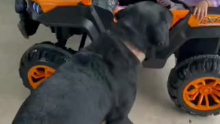 Dog wants to play a car with baby