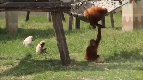 Check this cute gibbons playing and climbing !!!